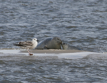To sæler og en måge på en sandbanke i vandet