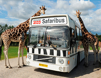 To giraffer ved siden af safaribussen