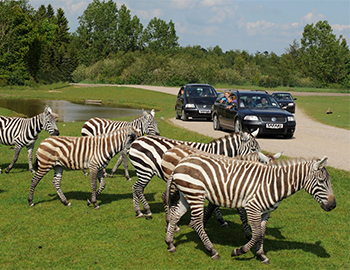 Zebraer i forgrunden og tre biler i baggrunden, der kører ad en sti på savannen